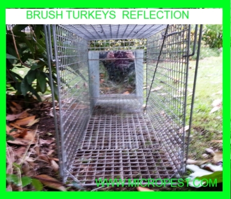 BRUSH TURKEYS REFLECTION 450.jpg